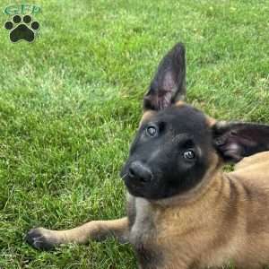 Max, Belgian Malinois Puppy