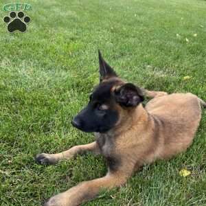 Max, Belgian Malinois Puppy