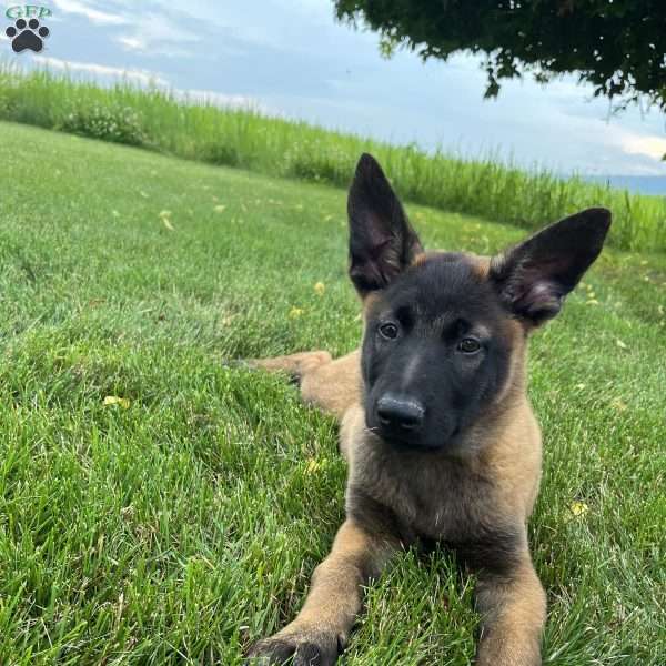 Max, Belgian Malinois Puppy