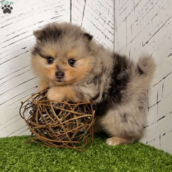 Sporty, Pomeranian Puppy