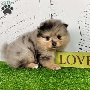 Sporty, Pomeranian Puppy