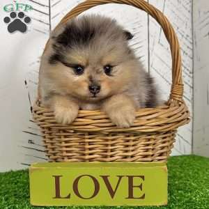 Sporty, Pomeranian Puppy