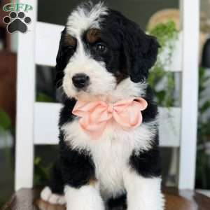 Roxy, Bernedoodle Puppy