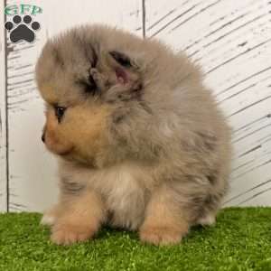 Sporty, Pomeranian Puppy