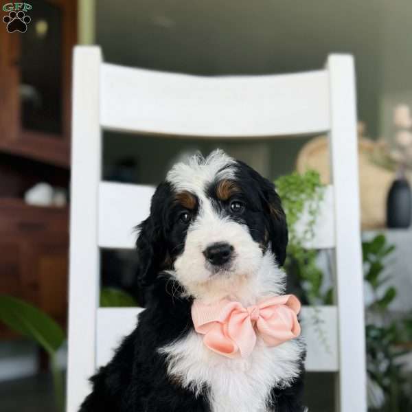 Roxy, Bernedoodle Puppy
