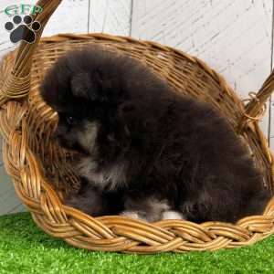 Spunky, Pomeranian Puppy