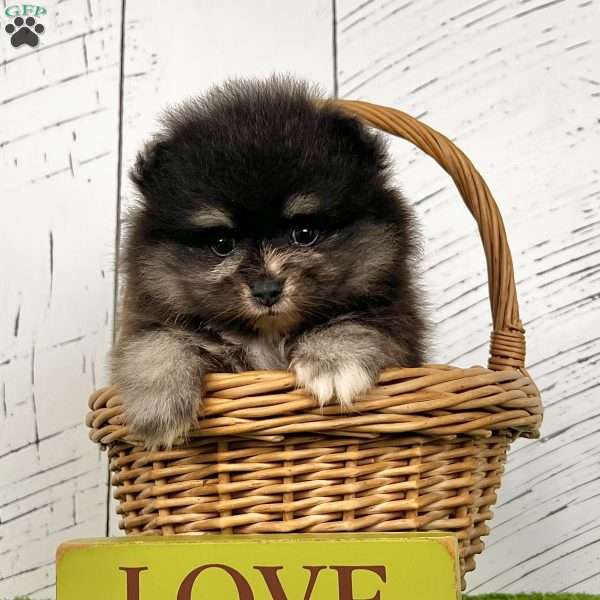 Spunky, Pomeranian Puppy