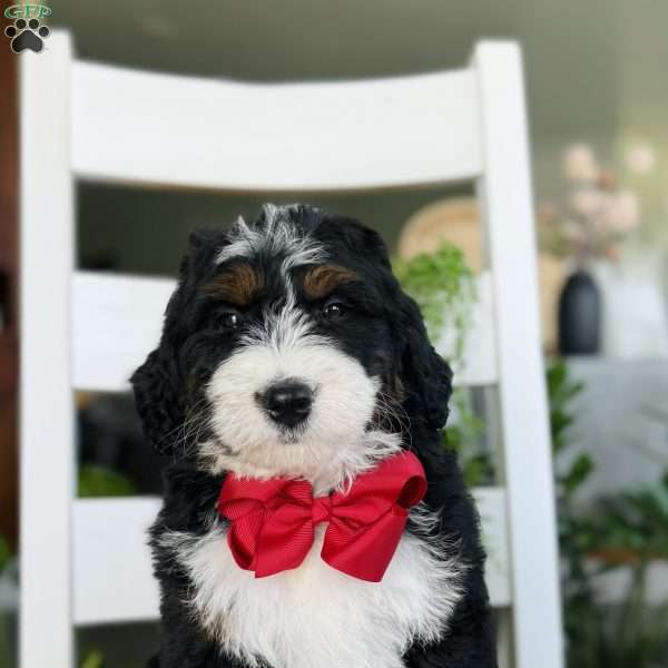 Rocket, Bernedoodle Puppy