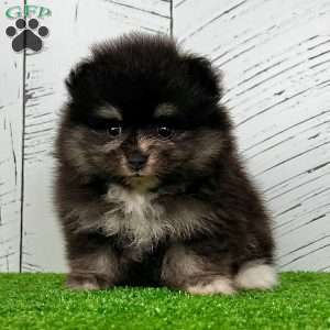 Spunky, Pomeranian Puppy