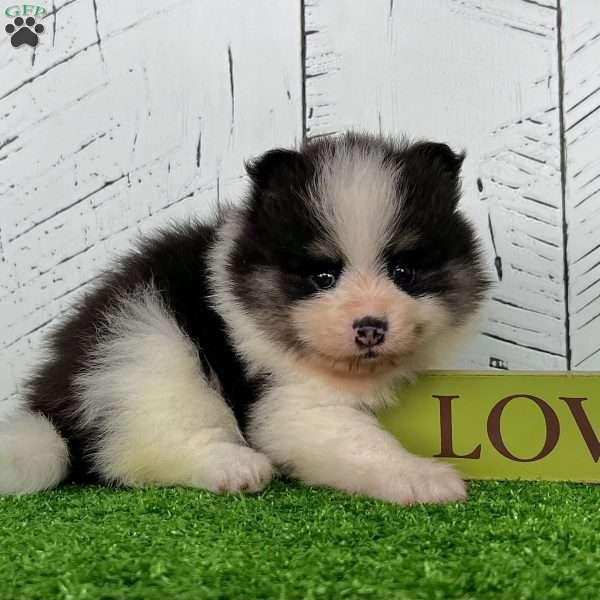 Smarty, Pomeranian Puppy