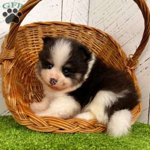 Smarty, Pomeranian Puppy