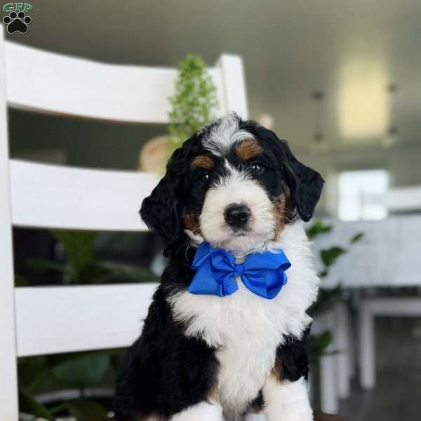 Ryder, Bernedoodle Puppy