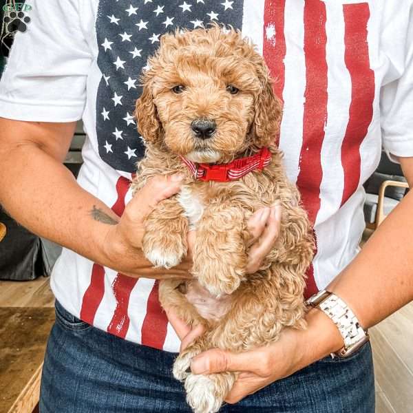 Mac, Mini Goldendoodle Puppy