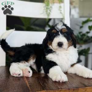 Ryder, Bernedoodle Puppy