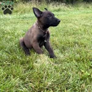 Montana, Belgian Malinois Puppy