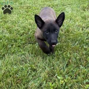 Montana, Belgian Malinois Puppy