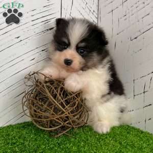 Sparky, Pomeranian Puppy