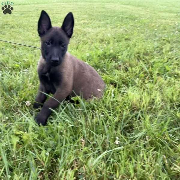 Montana, Belgian Malinois Puppy