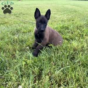Montana, Belgian Malinois Puppy