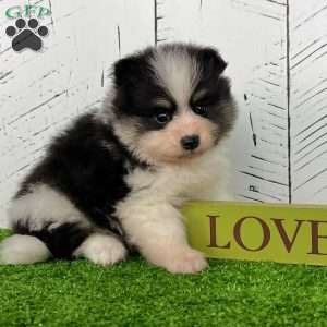 Sparky, Pomeranian Puppy