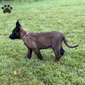 Montana, Belgian Malinois Puppy