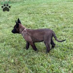 Montana, Belgian Malinois Puppy