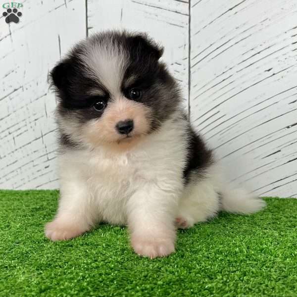 Sparky, Pomeranian Puppy