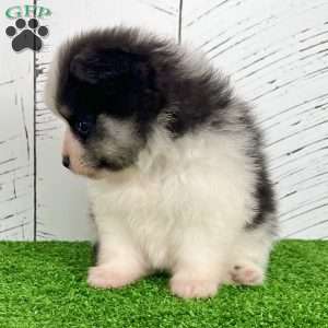 Sparky, Pomeranian Puppy