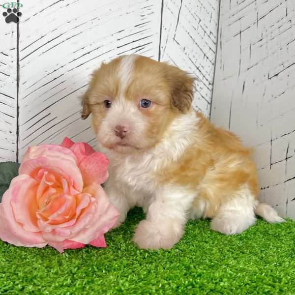 Angie, Havanese Puppy