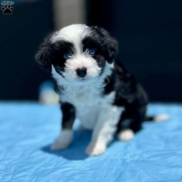 Pierce, Mini Aussiedoodle Puppy