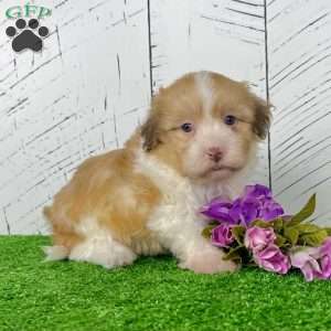 Angie, Havanese Puppy