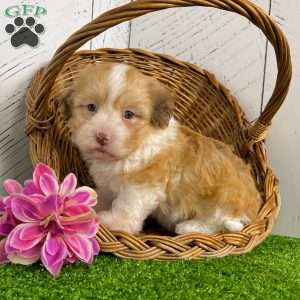 Angie, Havanese Puppy