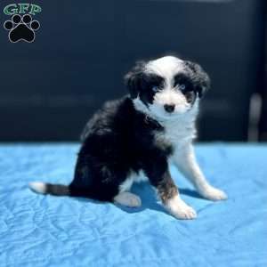 Pierce, Mini Aussiedoodle Puppy