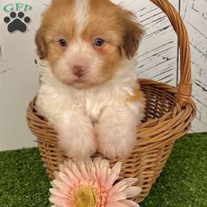 Angie, Havanese Puppy
