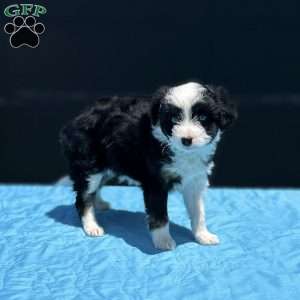 Pierce, Mini Aussiedoodle Puppy
