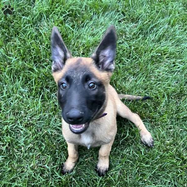 Ripp, Belgian Malinois Puppy