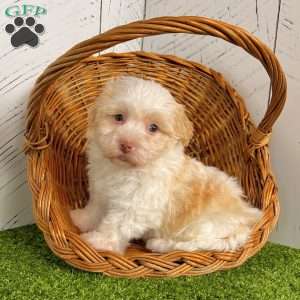 Austin, Havanese Puppy