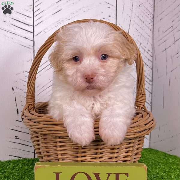 Austin, Havanese Puppy