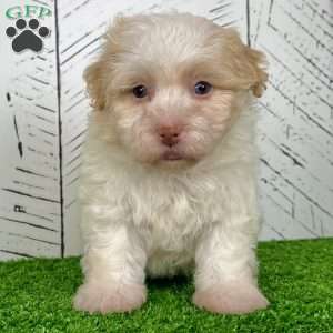 Austin, Havanese Puppy
