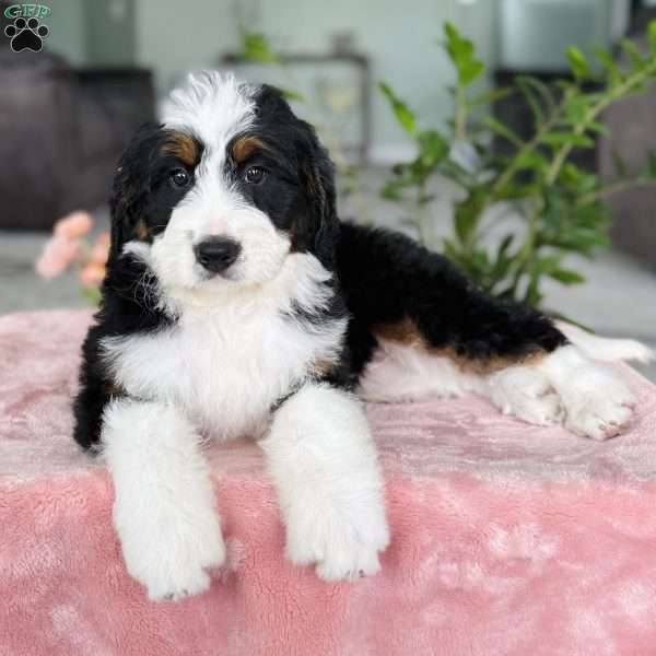 Roxy, Bernedoodle Puppy