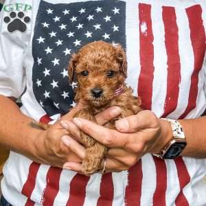 Kai, Cavapoo Puppy