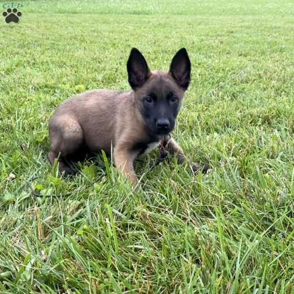 Carolina, Belgian Malinois Puppy
