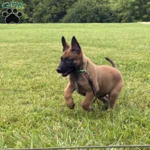 Boston, Belgian Malinois Puppy