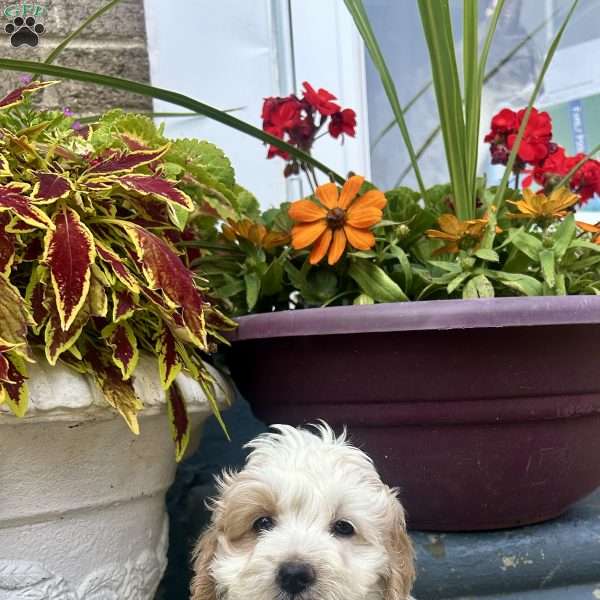 Chase, Cockapoo Puppy