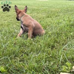 Boston, Belgian Malinois Puppy