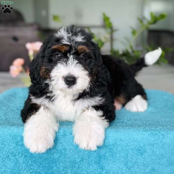 Rocket, Bernedoodle Puppy