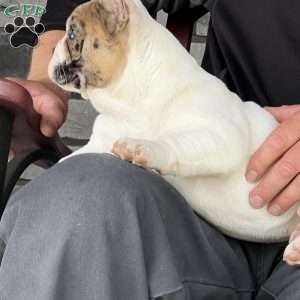 Jinger, French Bulldog Puppy