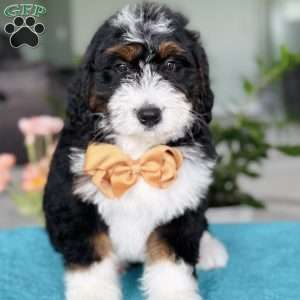 Rocket, Bernedoodle Puppy