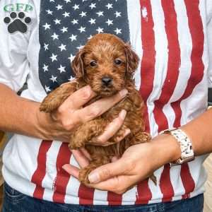 Kane, Cavapoo Puppy