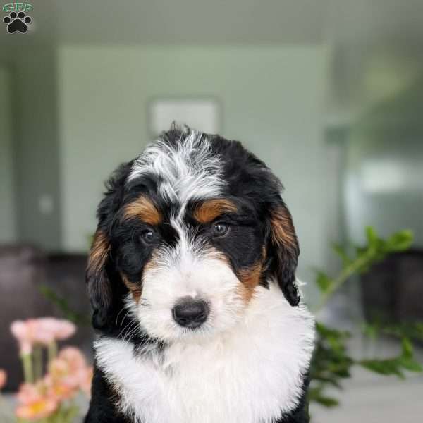 Ryder, Bernedoodle Puppy